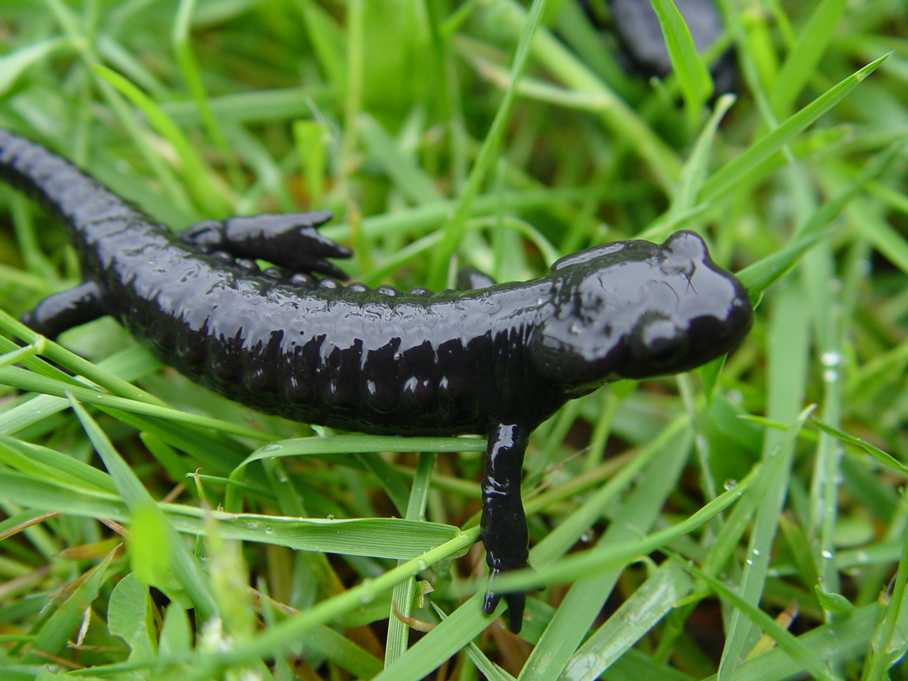 Salamandra Atra Salamandre De Feu Blog